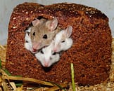 get rid of the mouse