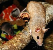 get rid of the mouse
