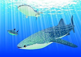 Fish Finders