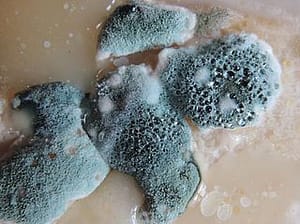 molds in your home